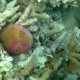 05- Corail Fungia 